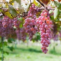 Koshu Wein im Shop