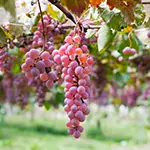 Japanese Wine