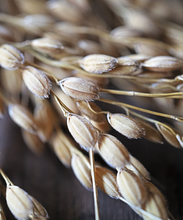 Yamada Nishiki – Why This Rice Is Known as the King of Sake Rice