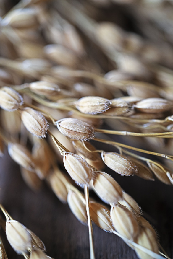Yamada Nishiki – Why This Rice Is Known as the King of Sake Rice